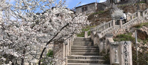 Cây nở hoa ở Balaclava Cây nở hoa ở Balaclava - Sputnik Việt Nam