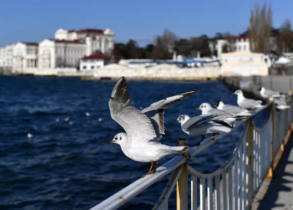 Những con hải âu trong Vịnh Nghệ thuật ở Sevastopol Những con hải âu trong Vịnh Nghệ thuật ở Sevastopol - Sputnik Việt Nam