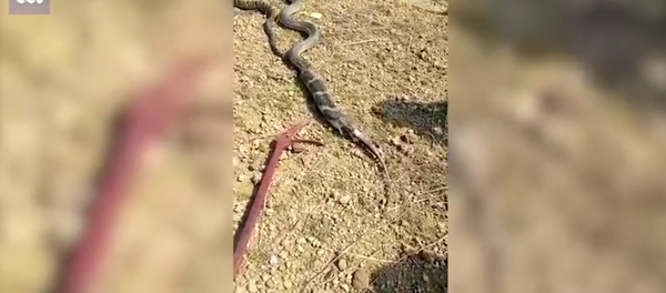 Rắn hổ chúa nôn ra thằn lằn - Sputnik Việt Nam