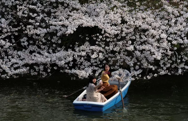 Các cô gái chụp ảnh tự sướng trên thuyền với hoa anh đào ở Tokyo Các cô gái chụp ảnh tự sướng trên thuyền với hoa anh đào ở Tokyo - Sputnik Việt Nam