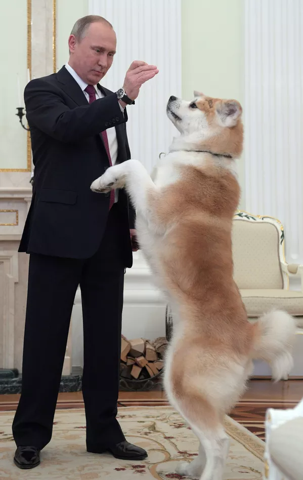 Tổng thống Nga Vladimir Putin với chú chó Yume trước cuộc phỏng vấn trong Điện Kremlin. Tổng thống Nga Vladimir Putin với chú chó Yume trước cuộc phỏng vấn trong Điện Kremlin. - Sputnik Việt Nam