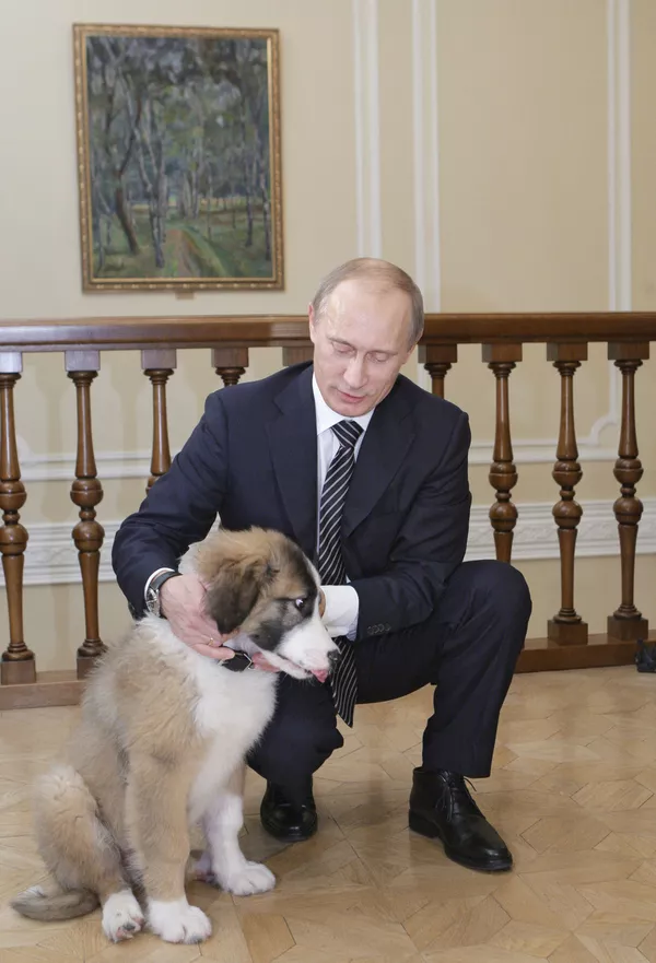 Thủ tướng Nga Vladimir Putin (năm 2010) với chú chó chăn cừu nòi Karakachan, do Thủ tướng Bulgaria Boyko Borisov tặng Thủ tướng Nga Vladimir Putin (năm 2010) với chú chó chăn cừu nòi Karakachan, do Thủ tướng Bulgaria Boyko Borisov tặng - Sputnik Việt Nam
