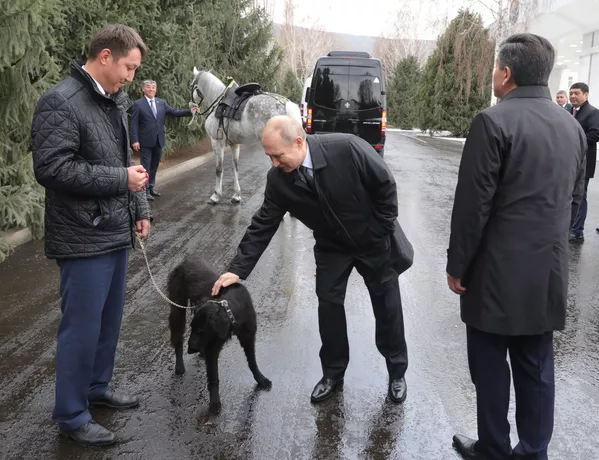 Tổng thống Nga Vladimir Putin với con chó nòi Taigan tên là Sher Khan, do Tổng thống Kyrgyzstan Sooronbai Zheenbekov tặng, Bishkek Tổng thống Nga Vladimir Putin với con chó nòi Taigan tên là Sher Khan, do Tổng thống Kyrgyzstan Sooronbai Zheenbekov tặng, Bishkek - Sputnik Việt Nam
