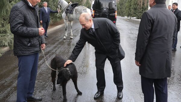 Tổng thống Nga Vladimir Putin với con chó nòi Taigan tên là Sher Khan, do Tổng thống Kyrgyzstan Sooronbai Zheenbekov tặng, Bishkek - Sputnik Việt Nam