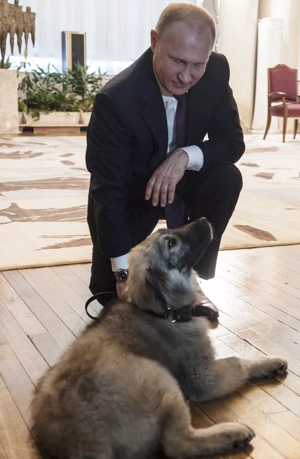 Tổng thống Nga Vladimir Putin và chú chó chăn cừu nòi Sharplanin, tên là Pasha, do Tổng thống Serbia Alexander Vucic tặng Tổng thống Nga Vladimir Putin và chú chó chăn cừu nòi Sharplanin, tên là Pasha, do Tổng thống Serbia Alexander Vucic tặng - Sputnik Việt Nam