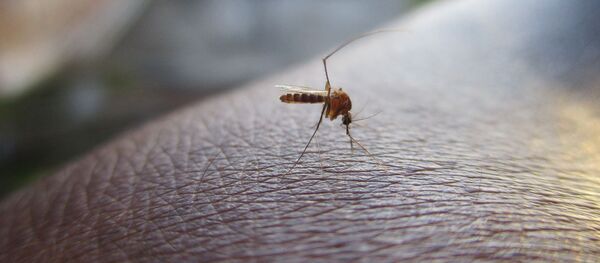 muỗi - Sputnik Việt Nam