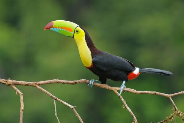 Chim Ramphastos sulfuratus - Sputnik Việt Nam