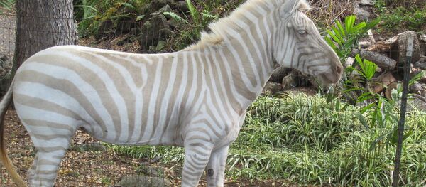 Ngựa vằn bạch tạng Ngựa vằn bạch tạng - Sputnik Việt Nam