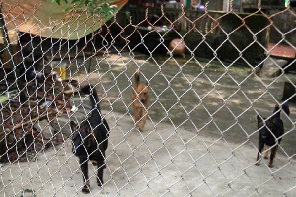 Chó cắn chết người, chủ nuôi phải bị xử lý hình sự? - Sputnik Việt Nam