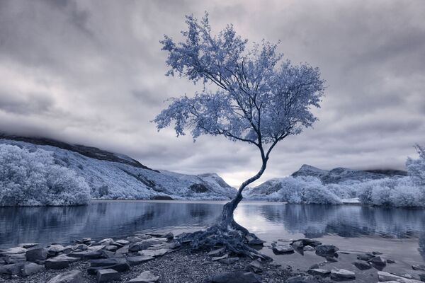 Bức ảnh Lonely Tree (Cây cô đơn) của nhiếp ảnh gia David Hall, giải nhất trong hạng mục Infrared Landscape (Phong cảnh hồng ngoại) của cuộc thi ảnh Life in Another Light - Sputnik Việt Nam