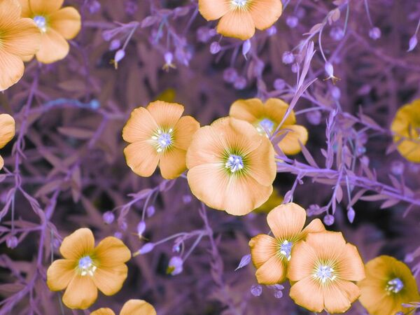 Bức ảnh Flowers (Hoa) của Kate Adler, được ghi nhận trong hạng mục Infrared Color (Màu hồng ngoại) của cuộc thi ảnh Life in Another Light. - Sputnik Việt Nam