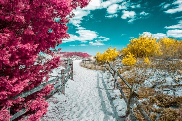 Bức ảnh Island Beach (Bãi biển trên đảo) của David Nilsen, được ghi nhận trong hạng mục Infrared Color (Màu hồng ngoại) của cuộc thi ảnh Life in Another Light. - Sputnik Việt Nam