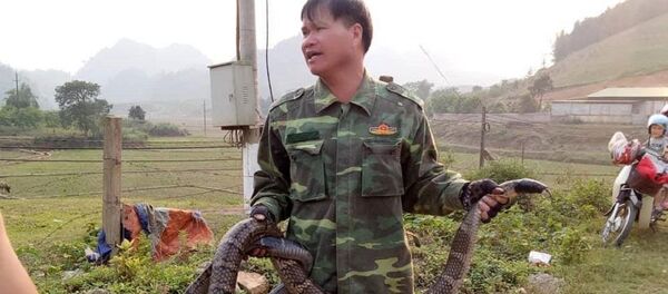 Người đàn ông cầm con rắn 6,8kg ở khu vực huyện Vân Hồ (Sơn La) - Sputnik Việt Nam