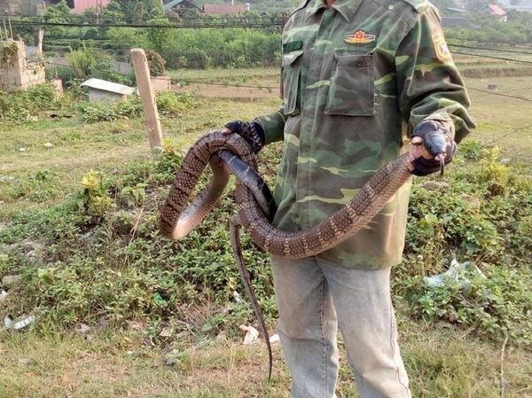 Kiểm lâm Sơn La thông tin chính thức vụ dân bắt rắn hổ mang chúa dài hơn 2m, nặng hơn 6kg - Sputnik Việt Nam