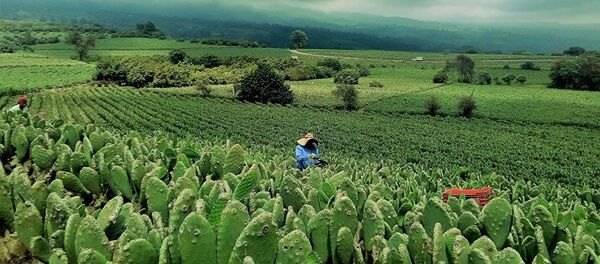 NopaliMex - Sputnik Việt Nam