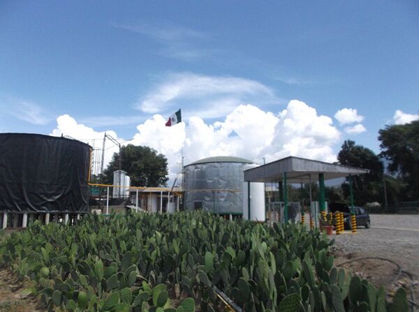 Hãy quên dầu mỏ đi: Mexico mở ra kỷ nguyên sản xuất nhiên liệu từ cây xương rồng Hãy quên dầu mỏ đi: Mexico mở ra kỷ nguyên sản xuất nhiên liệu từ cây xương rồng - Sputnik Việt Nam