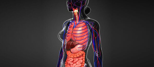 Сơ quan nội tạng  - Sputnik Việt Nam