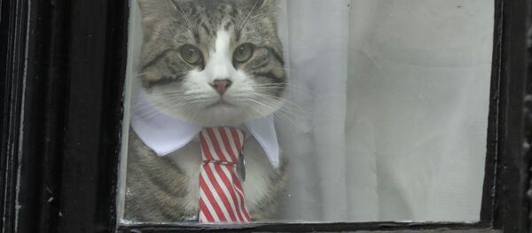 Сon mèo của Assange Сon mèo của Assange - Sputnik Việt Nam