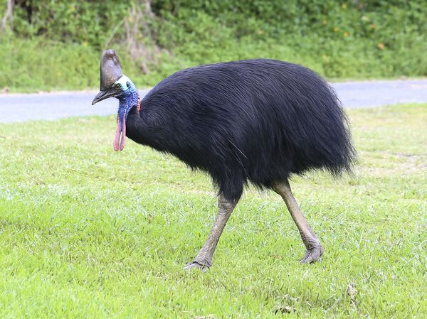 Loại chim nguy hiểm nhất thế giới giết chết chủ nhân - Sputnik Việt Nam