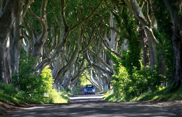 Rừng Dark Hedges ở Bắc Ireland - Sputnik Việt Nam