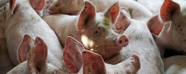 heo - Sputnik Việt Nam