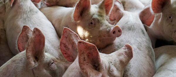 heo - Sputnik Việt Nam