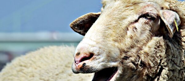 chú cừu chú cừu - Sputnik Việt Nam