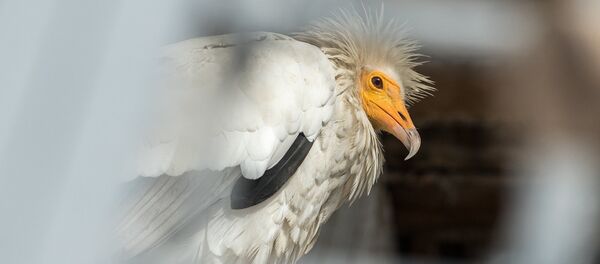 con chim kền kền con chim kền kền - Sputnik Việt Nam