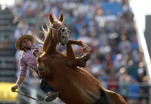 Gaucho cưỡi ngựa hoang trong lễ kỷ niệm tuần lễ Creole ở Montevideo, Uruguay Gaucho cưỡi ngựa hoang trong lễ kỷ niệm tuần lễ Creole ở Montevideo, Uruguay - Sputnik Việt Nam