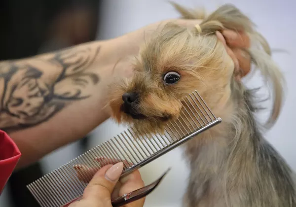 Tác phẩm của thợ xén tỉa lông thú tại Pet Expo 2019 ở Bucharest, Romania Tác phẩm của thợ xén tỉa lông thú tại Pet Expo 2019 ở Bucharest, Romania - Sputnik Việt Nam