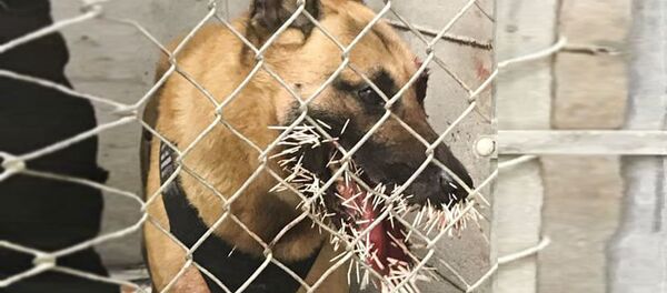 Nhím phóng hơn 200 chiếc lông kim vào một con chó cảnh sát - Sputnik Việt Nam