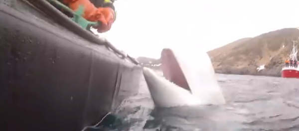 Na Uy: cá voi bị nghi ngờ có liên quan tới lực lượng đặc nhiệm của Nga - Sputnik Việt Nam