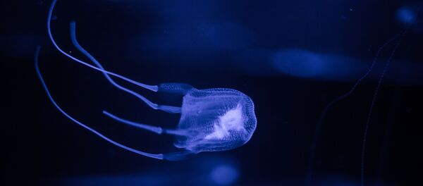 Sứa hộp - Sputnik Việt Nam