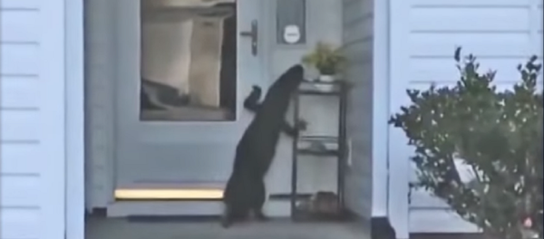 Cá sấu cố bấm chuông để đòi vào nhà - Sputnik Việt Nam