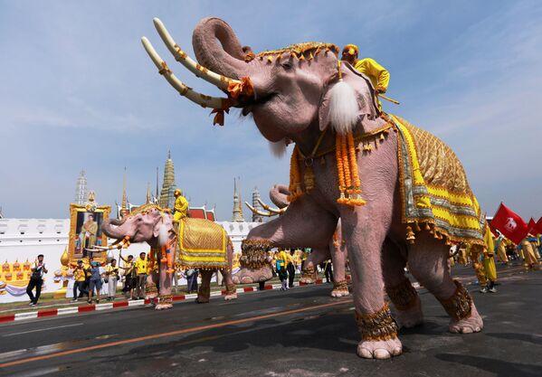 Những chú voi trong nghi lễ trọng thể ở trung tâm Bangkok vinh danh lễ đăng quang của tân Quốc vương Thái Lan - Sputnik Việt Nam