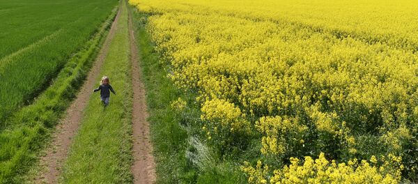 Bé gái chạy trên đường qua cánh đồng hoa ở Crưm  - Sputnik Việt Nam