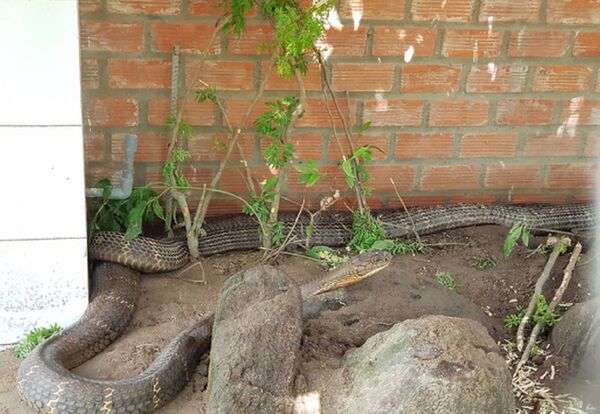 Cặp rắn hổ mây khủng ở An Giang: Chưa biết thả đi đâu - Sputnik Việt Nam