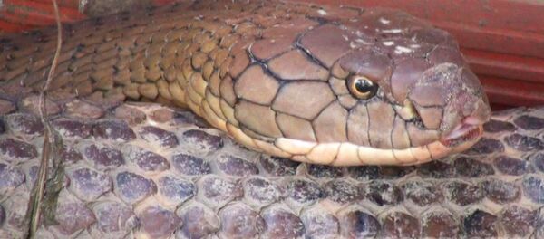 Cặp rắn nặng 60kg, dài đến 7m ở Núi Cấm, An Giang - Sputnik Việt Nam