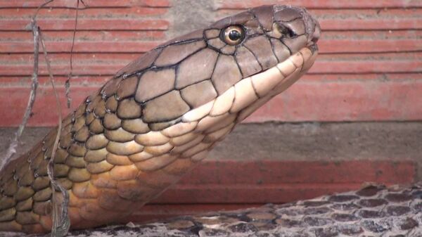Cặp rắn hổ mây khủng ở An Giang: Chưa biết thả đi đâu - Sputnik Việt Nam