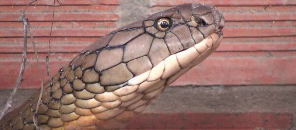 Cặp rắn hổ mây bắt được ở Núi Cấm, An Giang - Sputnik Việt Nam