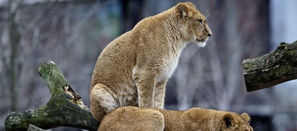 Hai sư tử cái trong sở thú ở Copenhagen - Sputnik Việt Nam