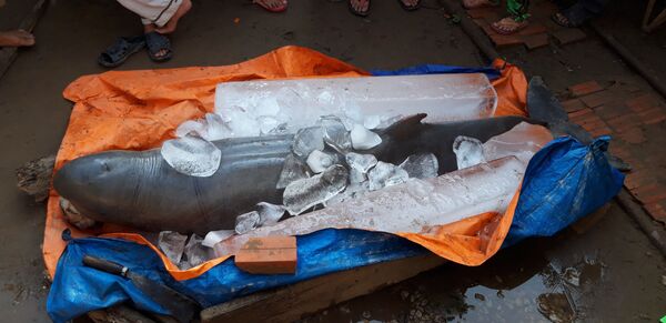 Cá lạ trên sông Cổ Chiên là cá nược tưởng đã tuyệt chủng ở Việt Nam Cá lạ trên sông Cổ Chiên là cá nược tưởng đã tuyệt chủng ở Việt Nam - Sputnik Việt Nam