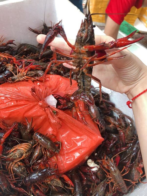 Bên kia biên giới tràn về: Mối nguy từ Trung Quốc sang Việt Nam - Sputnik Việt Nam