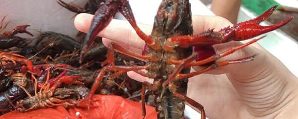 Tôm hùm đất Tôm hùm đất - Sputnik Việt Nam