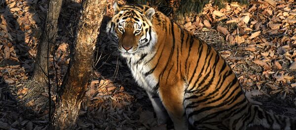 Сon hổ Сon hổ - Sputnik Việt Nam