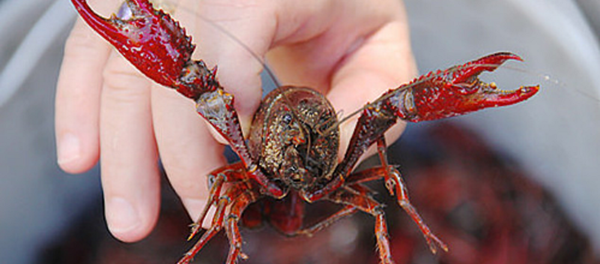 Tôm hùm đất sống vẫn được nhập về Việt Nam Tôm hùm đất sống vẫn được nhập về Việt Nam - Sputnik Việt Nam