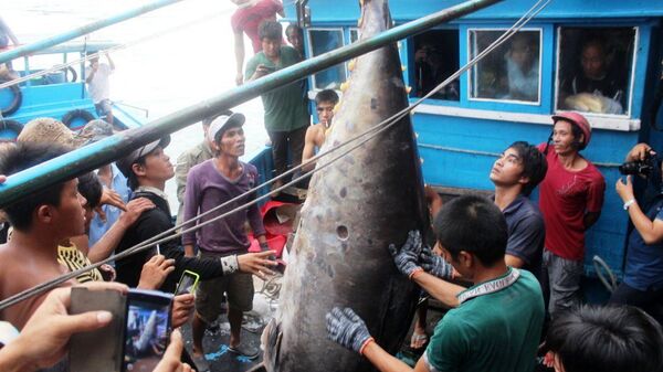 Cá ngừ vây vàng Cá ngừ vây vàng - Sputnik Việt Nam