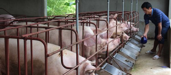 Mô hình nuôi lợn của đoàn viên xã Quỳnh Thắng, huyện Quỳnh Lưu, tỉnh Nghệ An. Mô hình nuôi lợn của đoàn viên xã Quỳnh Thắng, huyện Quỳnh Lưu, tỉnh Nghệ An. - Sputnik Việt Nam