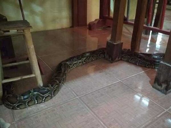 Sốc: Con trăn được phóng sinh tự tìm về chùa nghe tụng kinh ở An Giang? Sốc: Con trăn được phóng sinh tự tìm về chùa nghe tụng kinh ở An Giang? - Sputnik Việt Nam