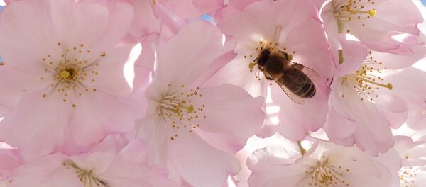 Con ong - Sputnik Việt Nam